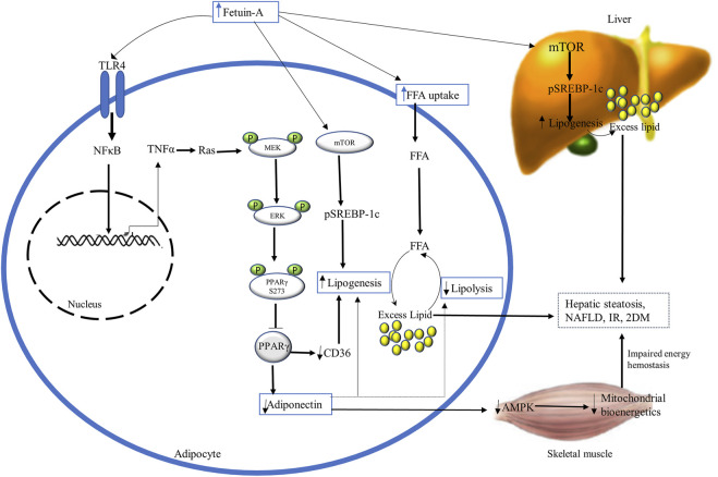 FIGURE 3