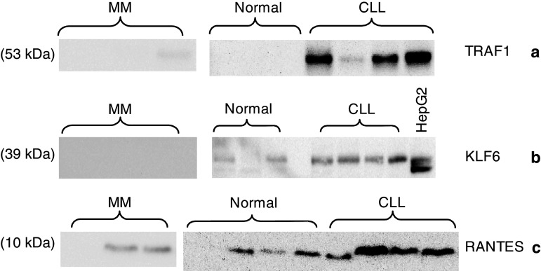 Fig. 6