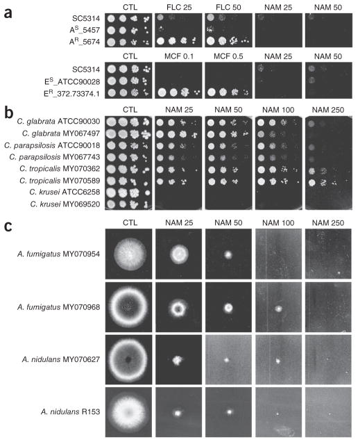 Figure 5