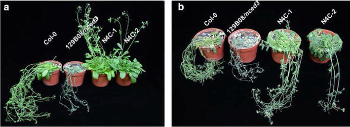 Fig. 7