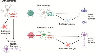 graphic file with name GLIA-70-989-g004.jpg