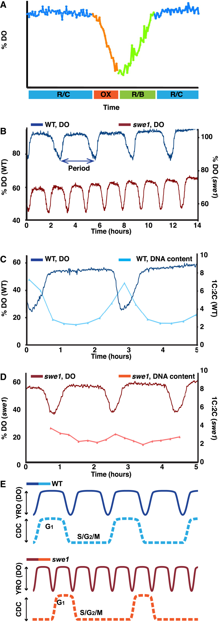 Figure 1