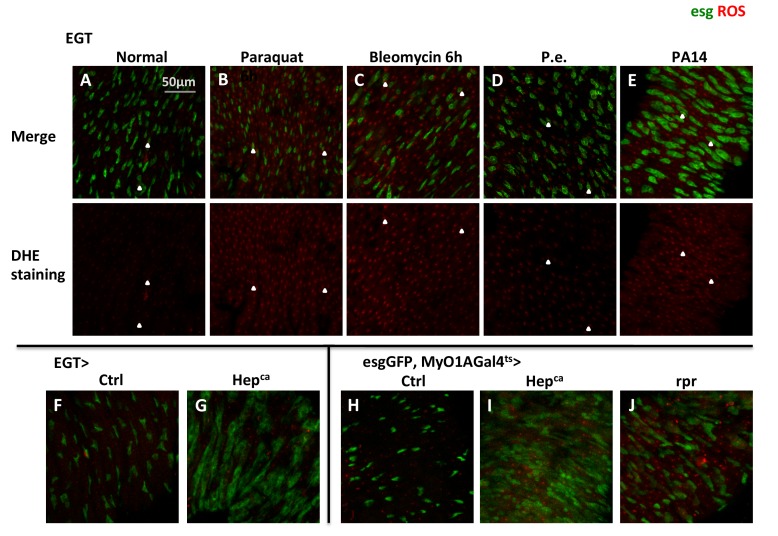 Figure 4—figure supplement 1.