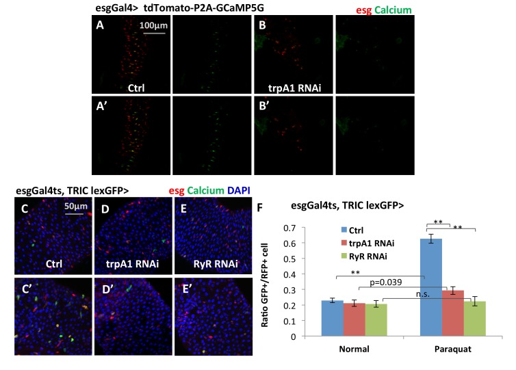 Figure 5—figure supplement 2.