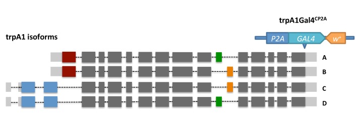 Figure 3—figure supplement 1.