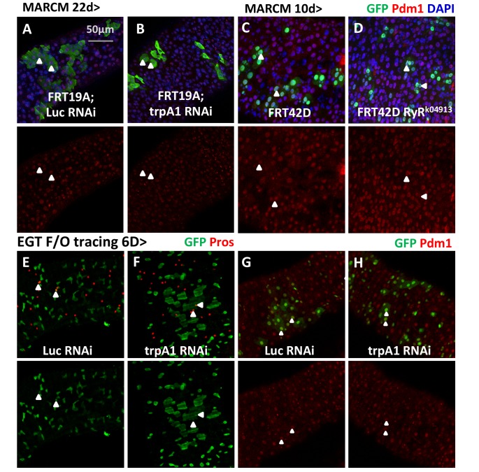 Figure 2—figure supplement 1.