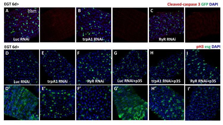 Figure 1—figure supplement 2.