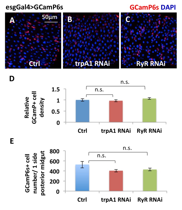 Figure 5—figure supplement 1.