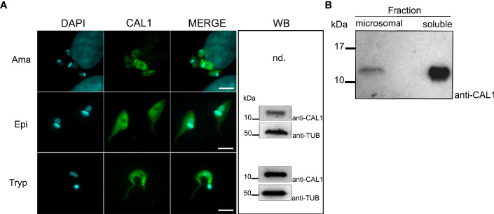 Figure 3