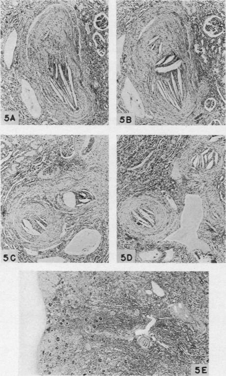 Fig. 5