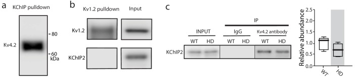 Figure 4—figure supplement 1.