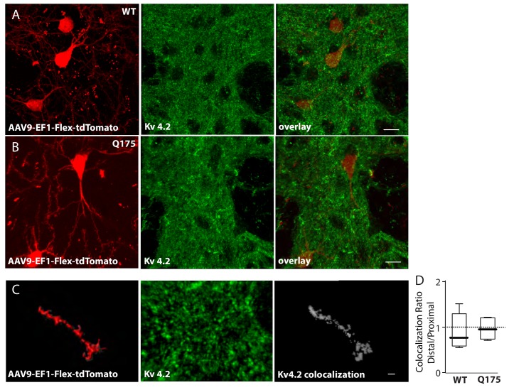 Figure 3—figure supplement 2.