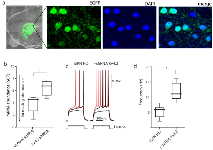 Figure 2—figure supplement 1.