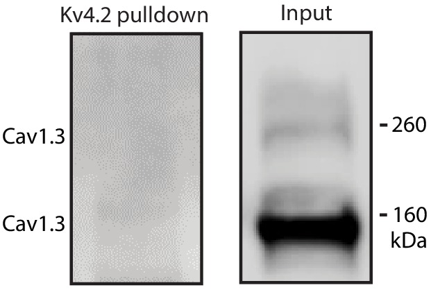 Figure 3—figure supplement 4.