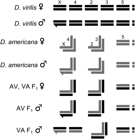 Figure 1.—