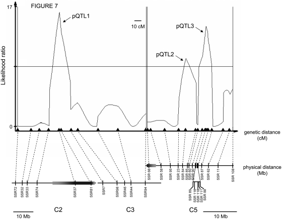 Figure 7.—