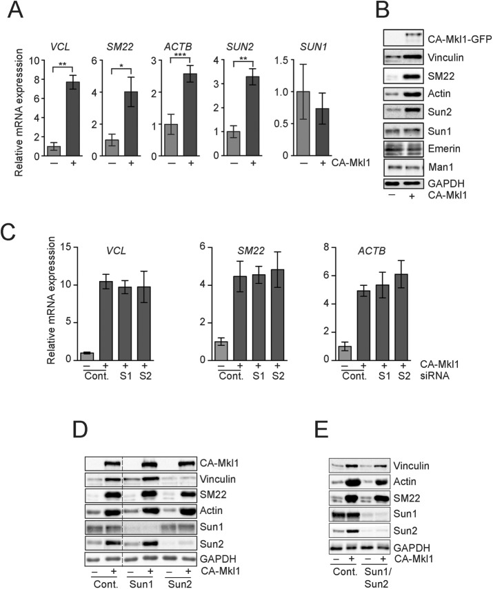 FIGURE 5: