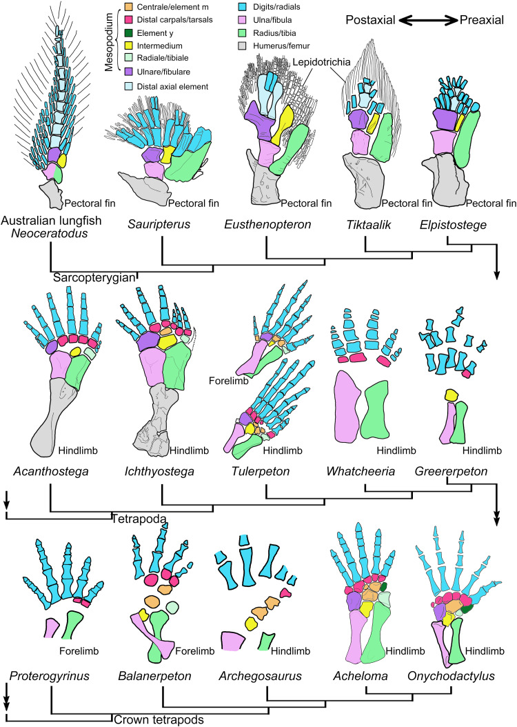 Fig. 6.