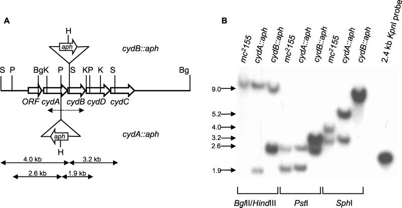 FIG. 1