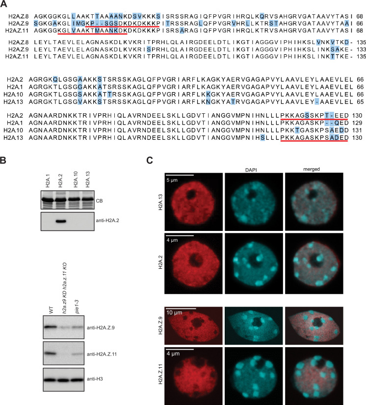 Figure 2—figure supplement 1.