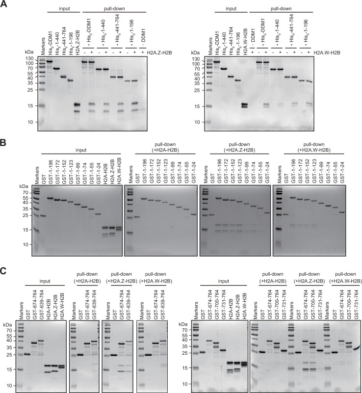 Figure 3—figure supplement 2.