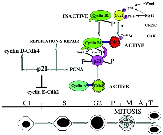 FIG. 9.