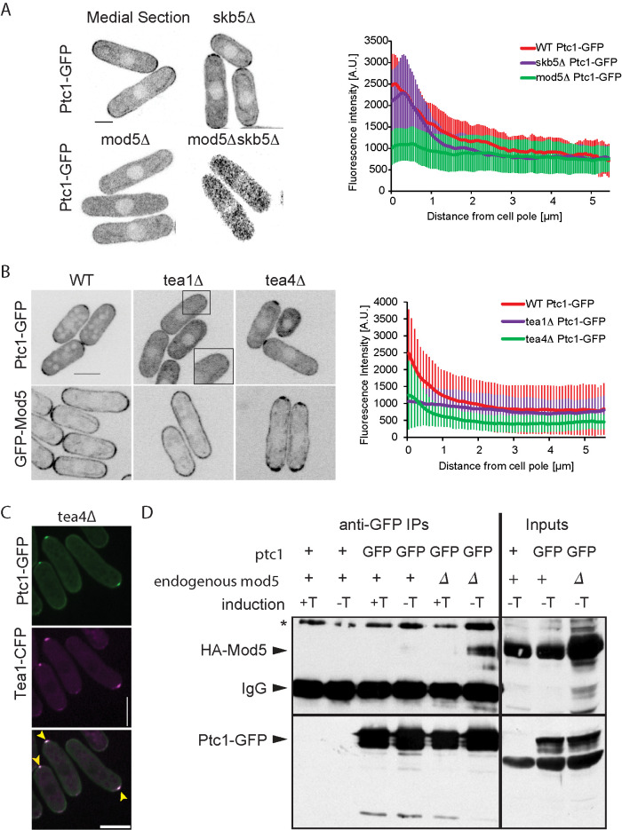 FIGURE 1: