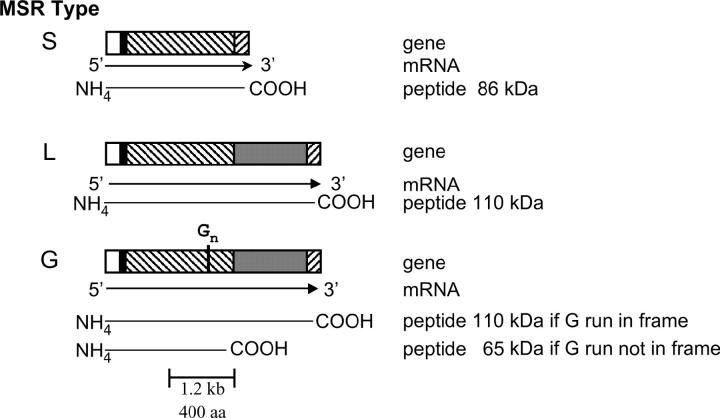 Figure 4.—