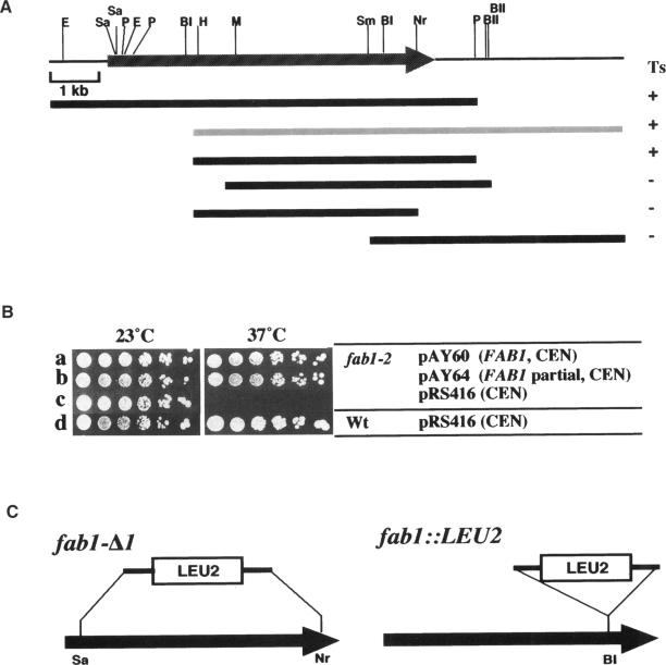 graphic file with name mbc00074-0060-a.jpg