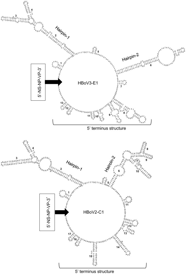 Secondary structure prediction and sequences for the non-coding region of HBoV3-E1 and HBoV2-C1.