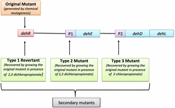 Fig. 1