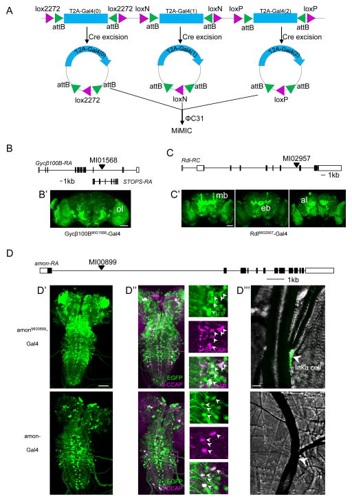 Fig. 2