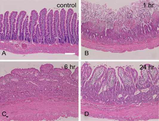 Fig. 1