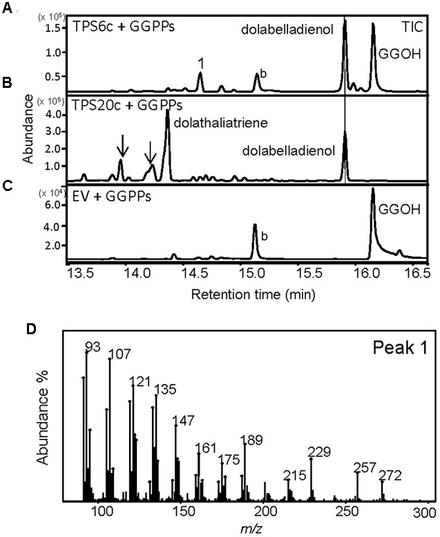 FIGURE 5