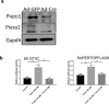 Figure 6—figure supplement 1.