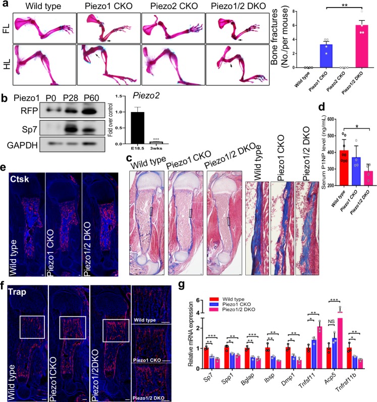 Figure 2—figure supplement 1.