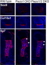 Figure 3—figure supplement 1.