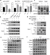 Figure 9—figure supplement 1.