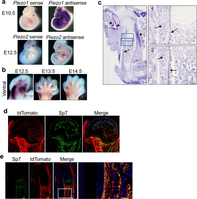 Figure 1—figure supplement 1.