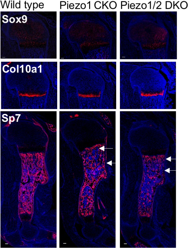 Figure 3—figure supplement 1.