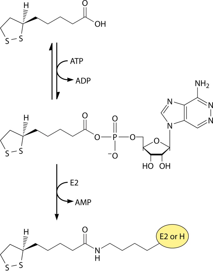 FIG 2