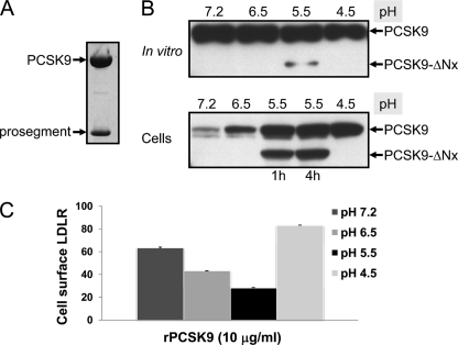 FIGURE 11.