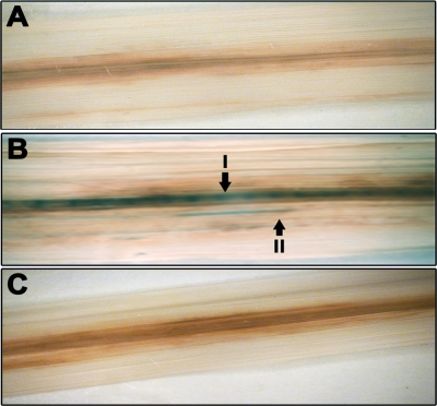 FIG. 11.