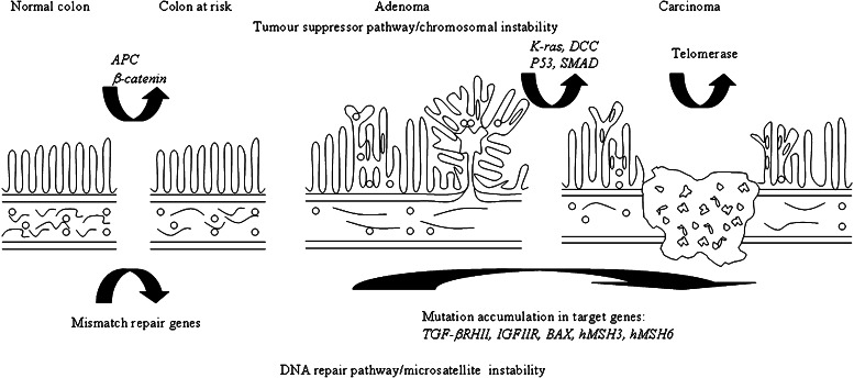 Fig. 2