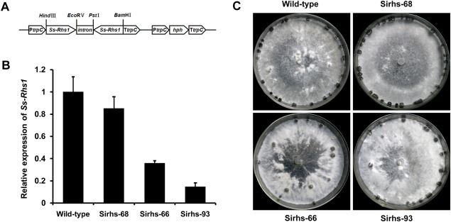 Figure 5