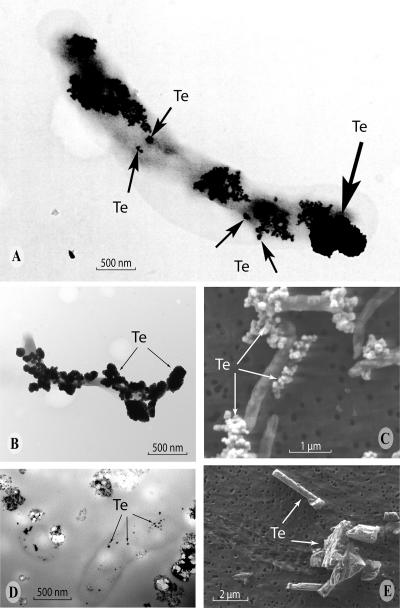 FIG. 5.