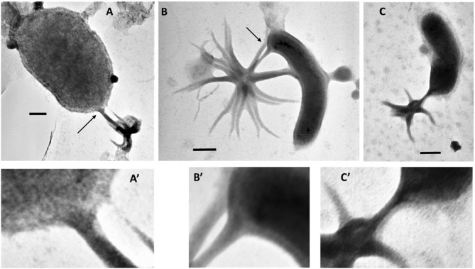 Figure 11