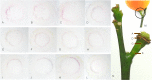 Fig 5