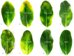 Fig 9