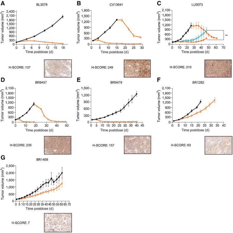 Figure 6. Antitumor efficacy of 9MW2821 in PDX. Seven typical PDX models were evaluated for antitumor efficacy: bladder cancer (BL3578), cervical cancer (CV13641), lung cancer (LU3073), and four triple-negative breast cancers (BR9457, BR9479, BR1282, and BR1458). A, BL3578 xenograft mice were intravenously treated with three injections of 3 mg/kg 9MW2821 once a week. B, CV13641 xenograft mice were intravenously treated with three injections of 3 mg/kg 9MW2821 weekly. The vehicle group was administered in three repeat doses (n = 8, 3 mg/kg, weekly) after the tumor volumes reached 100 mm3. C, CV13641 xenograft mice were intravenously treated with 3 mg/kg 9MW2821 and EV respectively once a week for three injections. Then the vehicle group was repeat dosed (n = 8, 3 mg/kg, weekly) after the tumor volumes reached 100 mm3. D–G, Four typical triple-negative breast cancers with different nectin-4 expression were also treated with three injections of 3 mg/kg 9MW2821 weekly. For BR9457, the vehicle group was also administered three repeat doses (n = 8, 3 mg/kg, weekly) after the tumor volumes reached 100 mm3.